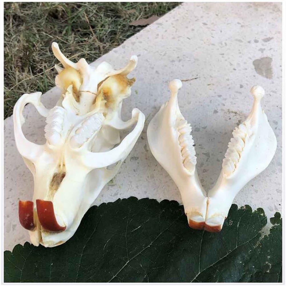 Biber Schädel Kopf Modell - Real Animal Skull Replica - Biber Schädel Kopf Präparator Feng Shui Ornamente für Home Decoratio, Wissenschaft Bildung Lehrmittel