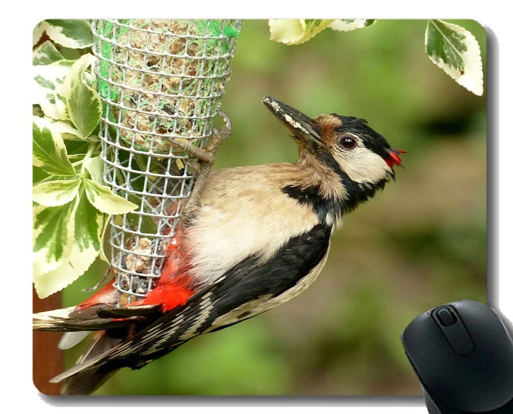 YENDOSTEEN Personalized Mouse Pad,Bird Madagascar Perlwachtel Chicken Office Mouse Pad