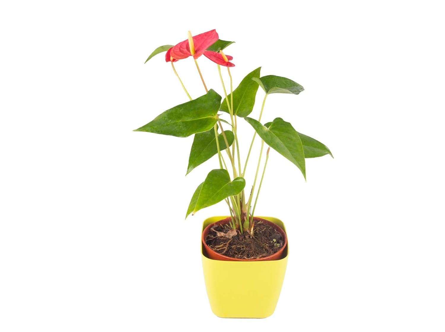 UrbanGardenia Anthurium Red Live Plant Amazon.in Garden & Outdoors
