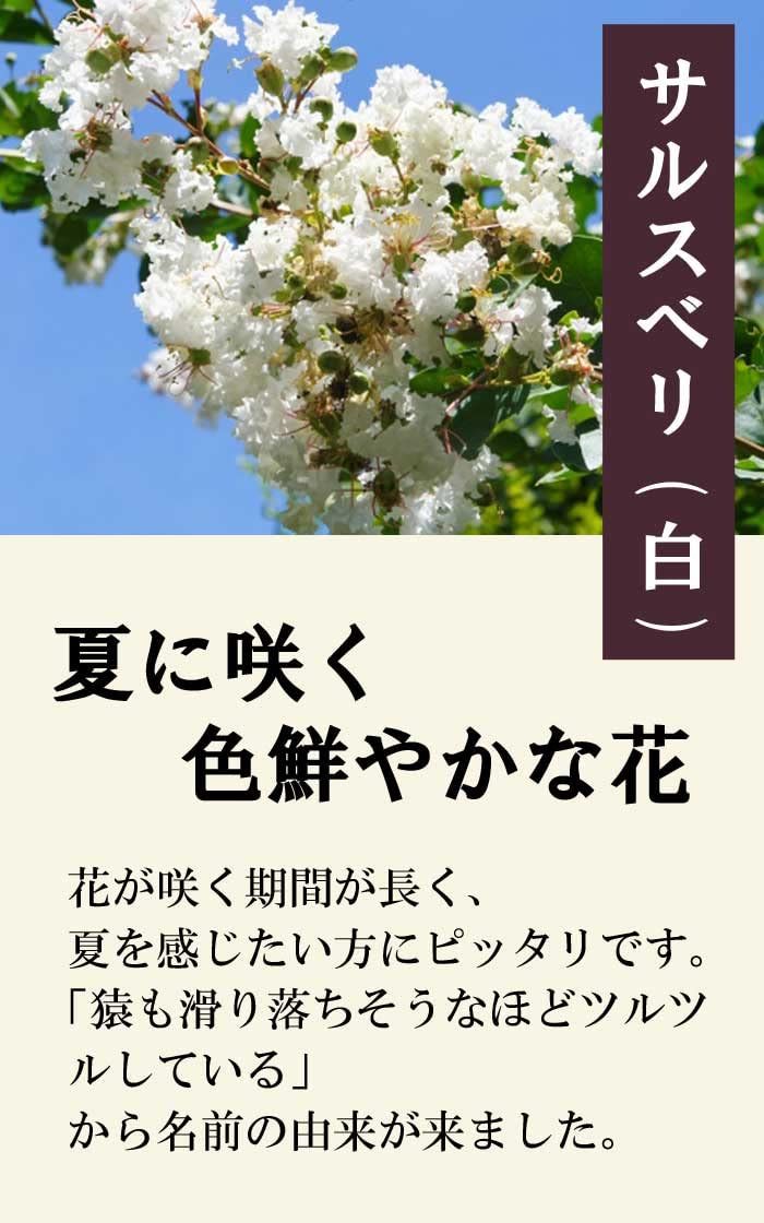 サルスベリ　百日紅　植木　白 楽天市場】サルスベリ(百日紅) バイオレット ホワイト 8号 樹高