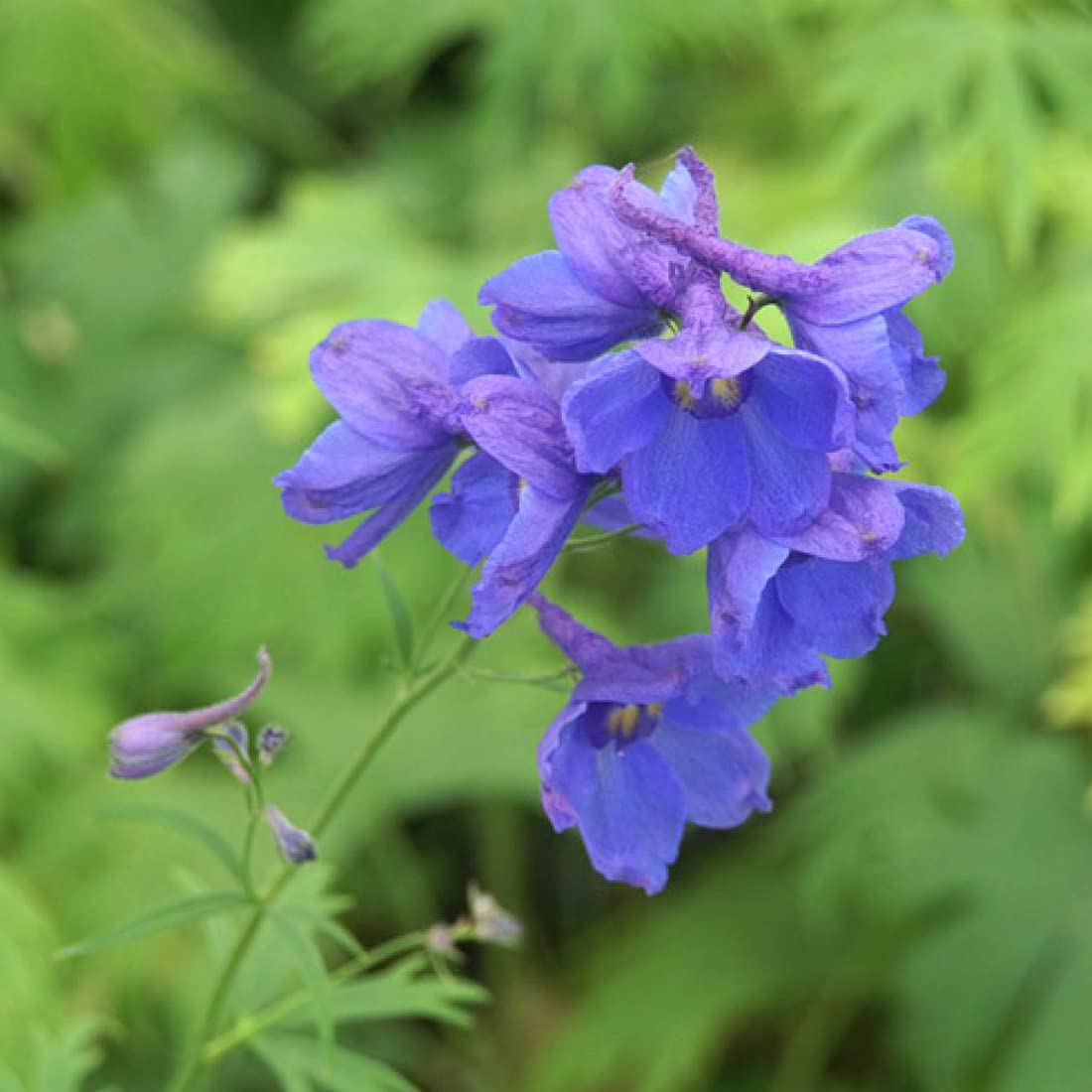 12 unità Delphinium 'Bellamosum' - Larkspur Vaso 9x9cm ±1 m² - Fiore Blu e Alta Crescita, Ideale per Giardini e Aiuole