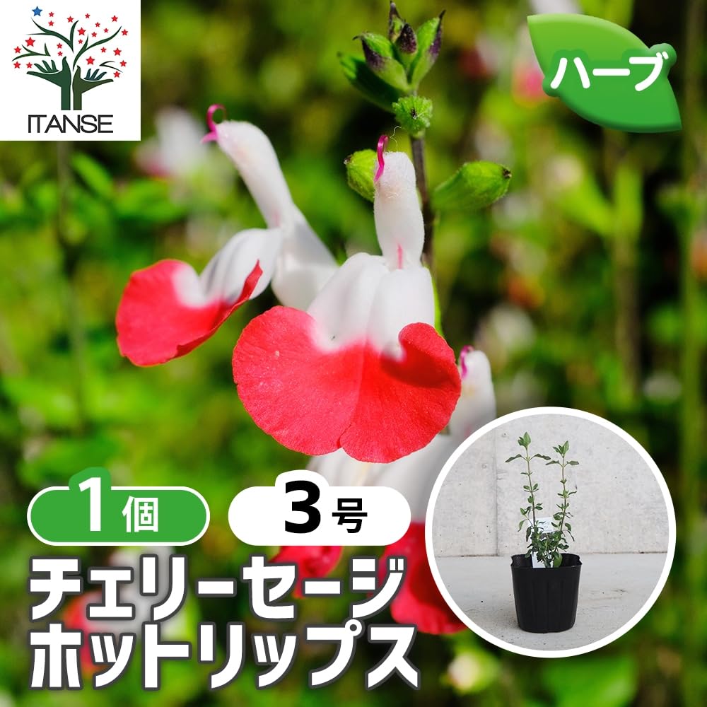チェリーセージ　ホットリップス　3.5寸ポットごと3個　6セット苗　植物 Amazon.co.jp: ITANSE チェリーセージ ホットリップス 3号 1個