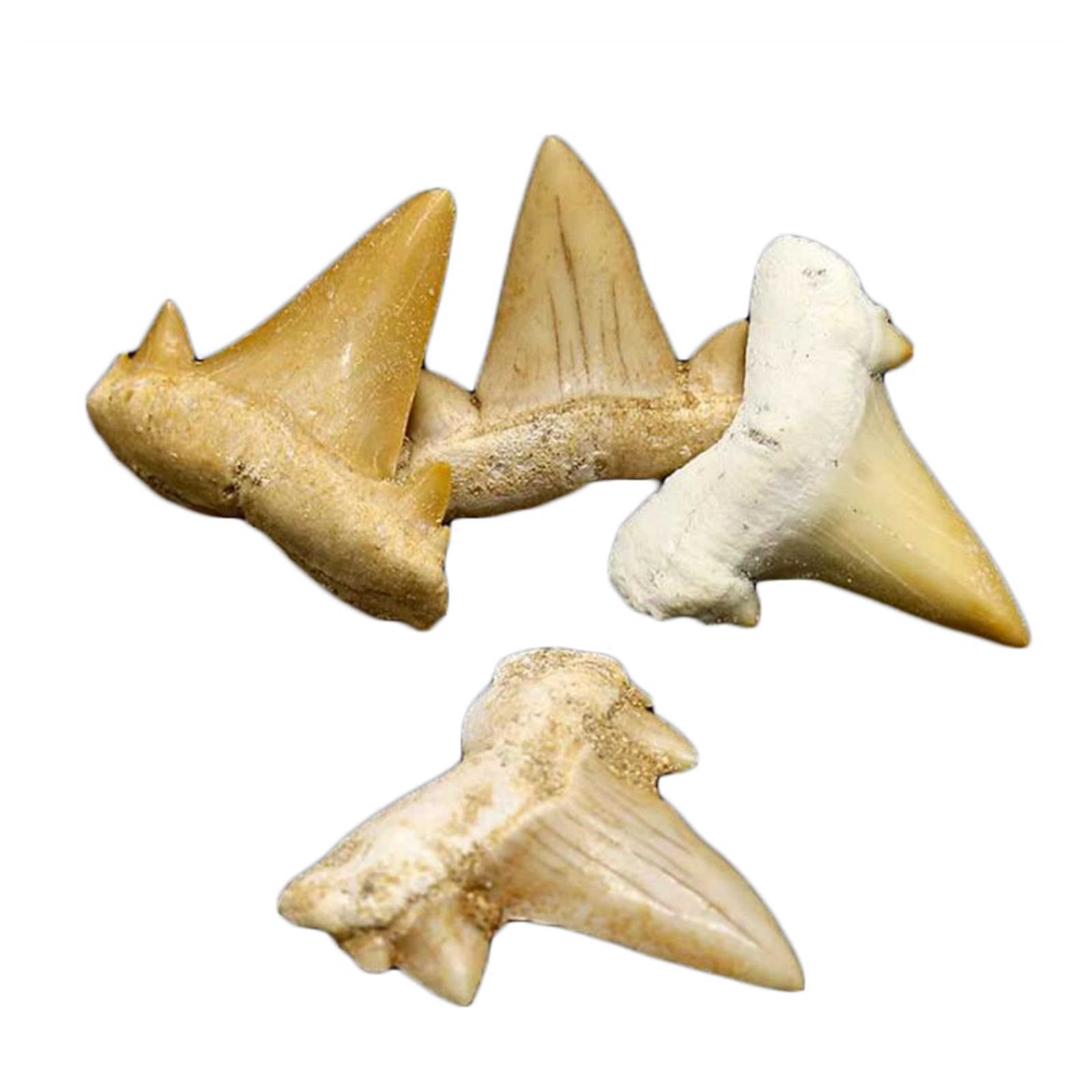 YRQMGSF 4 Pcs Shark Tooth Fossil Tooth Specimen Teaching Specimen Natural Shark Teeth Fossil Model for Home Decor Ornaments,Art Collection, Science Teaching Toys