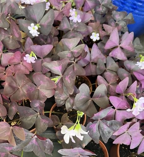 Live Shamrock Plant Oxalis Triangularis Plant Oxalis Shamrock Indoor or Outdoor, Grow in 3.5 Inch Pot. Ship in Pot, CA only Ship Bare Roots Live Shamrock Plant Oxalis Triangularis Plant Oxalis Shamrock Indoor or Outdoor, Grow in 3.5 Inch Pot. Ship in Pot, CA only Ship Bare Roots