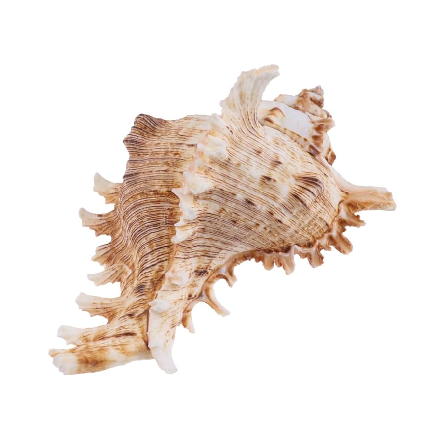 Amazon.co.jp: Beaupretty 1個 ナチュラル巻き貝 ほら貝の装飾