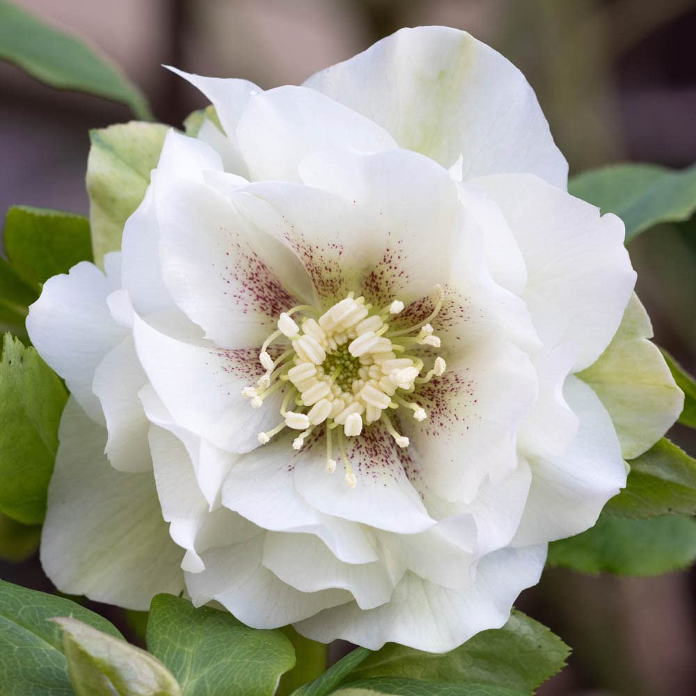 YouGarden Hellebore 'Double Ellen White', Set Three Established Plants in 9cm Pots, Winter Hardy, Shade Perennial