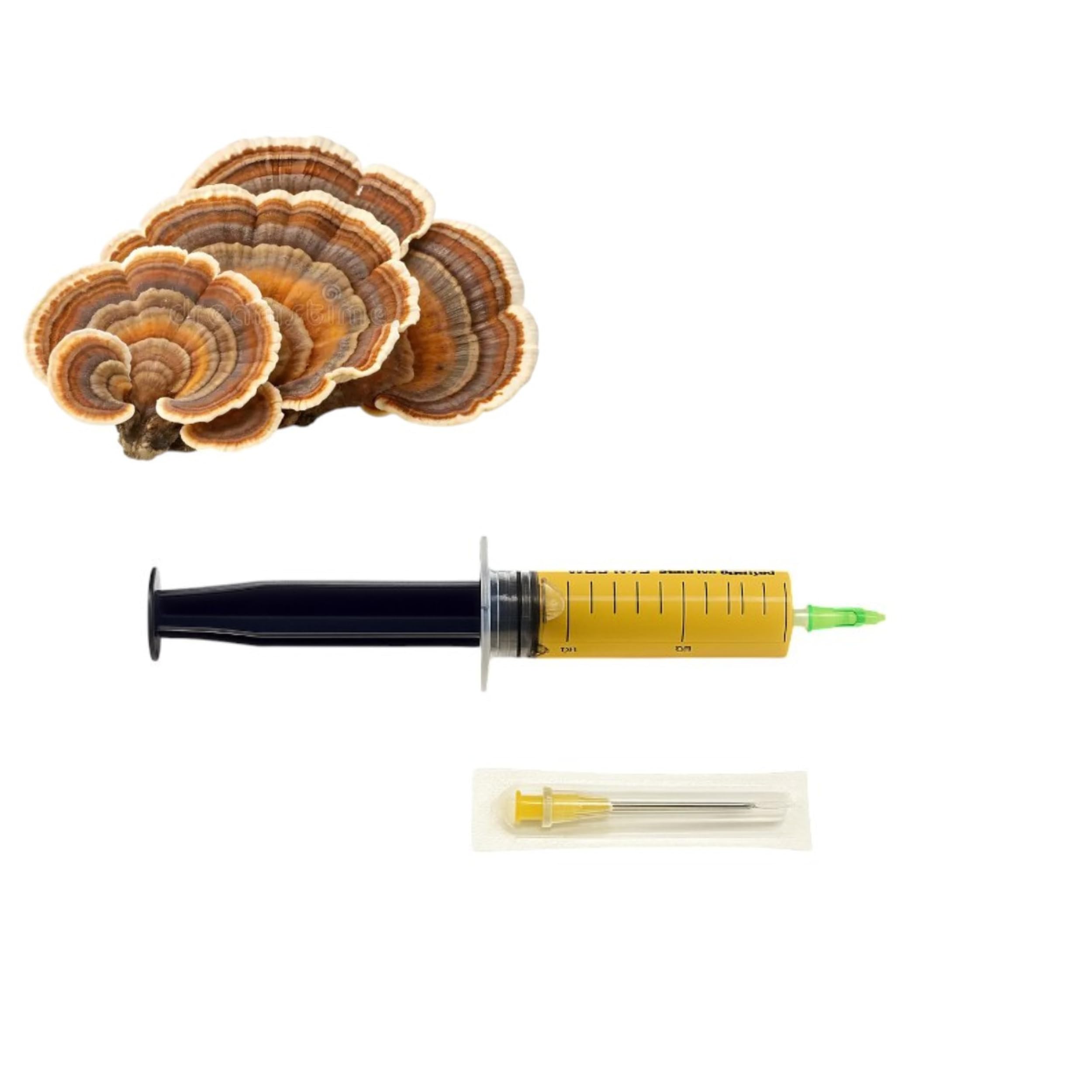 Turkey Tail Mushroom (Trametes versicolor) 10 ml Liquid Culture