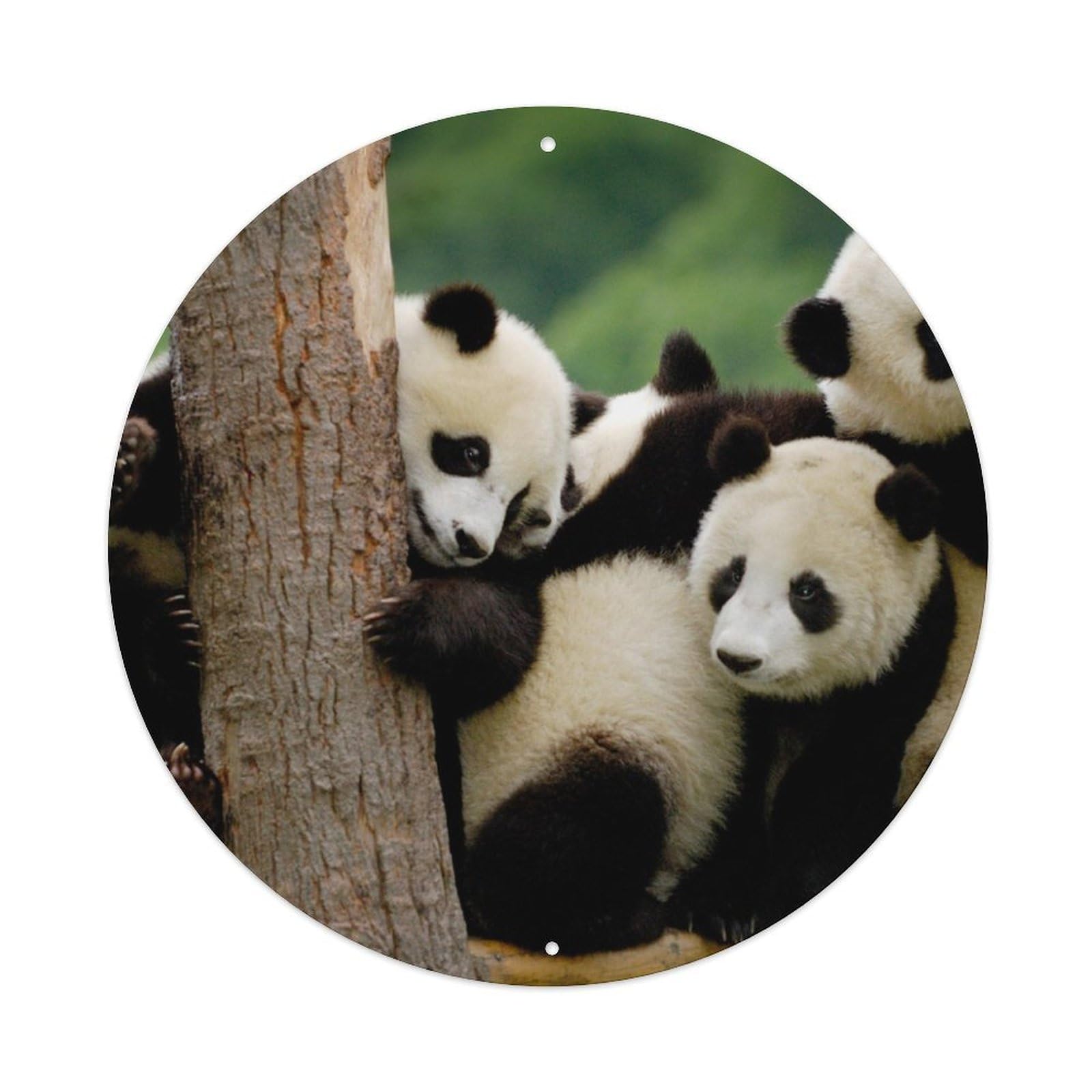 Wildlife China Adorable Baby Giant Panda Cute Animal Photography Metal Tin Sign Plaque Wall Decor for Cafe, Man Cave, Club Bar, Office, Home Garden Round Metal Poster 8x8Inch