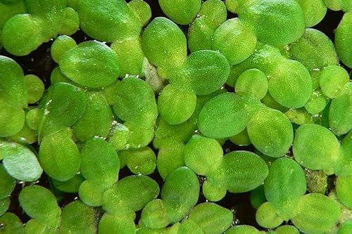 Miniatura 2 de Más de 5000 lentejas de pato vivas: plantas flotantes verdes vibrantes para acuarios, estanques, acuaponía. Gran alimento para KOI, GOLDFISH,