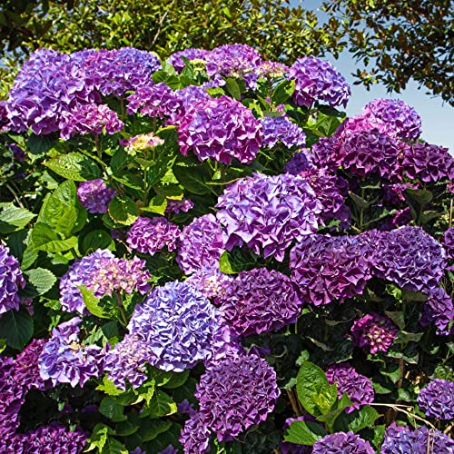 hortensia zaden planten winterharde pluim hortensia tuin bloemen bloemzaden mix bonsai zaden winterharde planten voor tuin 200stks - Afbeelding 4