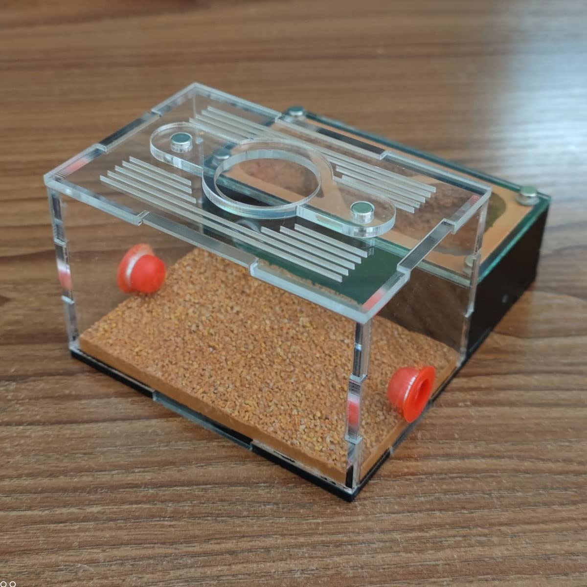 DIY Yeso Nido Hormigas, Acrílico Granja Hormigas, Caja Hormiguero con Área Alimentación Nidos Hormigas Ants Nest Insectos Villa Pet Mania House para Hormigas Doméstica