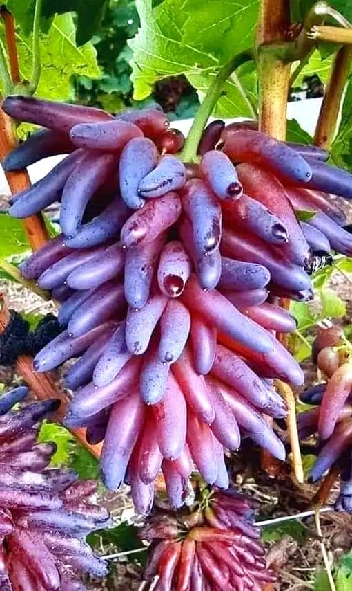 Image of GreenWorld Special Variety, Sweet Long Finger Red Grape,Lal Angoor Live Plant Hybrid Big Size, (Fruit After 1 Year)