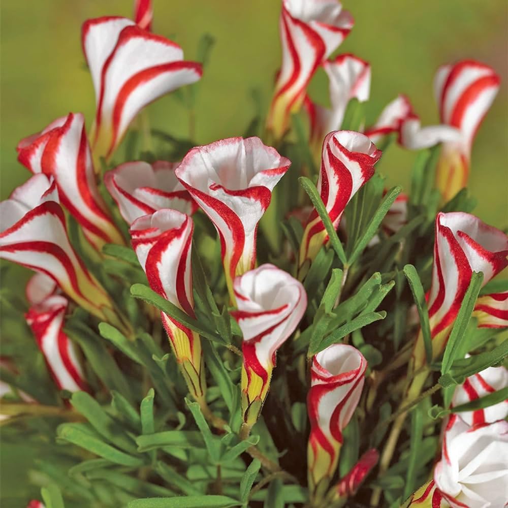 Live Green Oxalis Versicolor Bulbs (1pc)