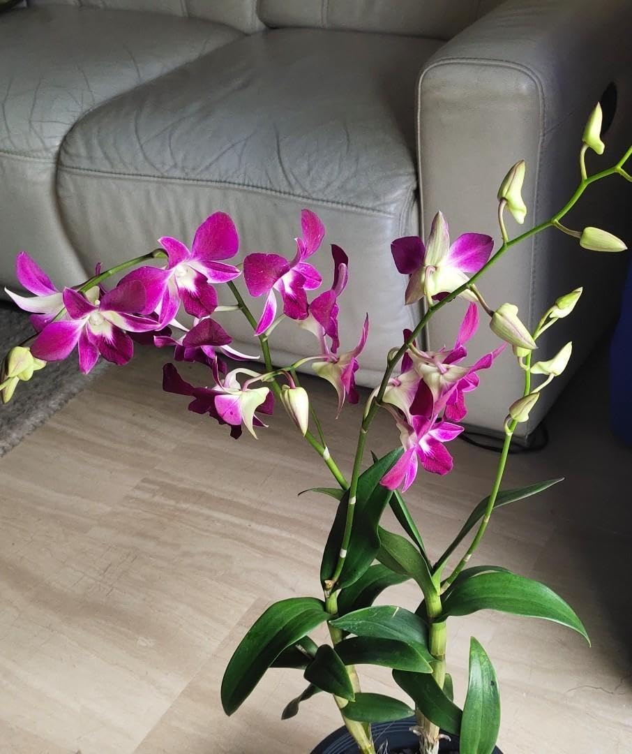 Live orchid plants with flowers,Orchid plant (Pack of 2 With Pot) (B0CPYLKQCF) Amazon Price History, Amazon Price Tracker