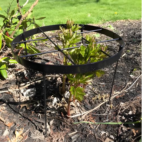 GOOOXIM Large Peony Cages and Supports 18.9"x23.6" - Durable Round Garden Flower Rings | Tall Plant Support Stakes for Outdoor Peonies | Enhances Peony Planting Success with Secure Grounding by Goooxim - Used condition - US$38.99