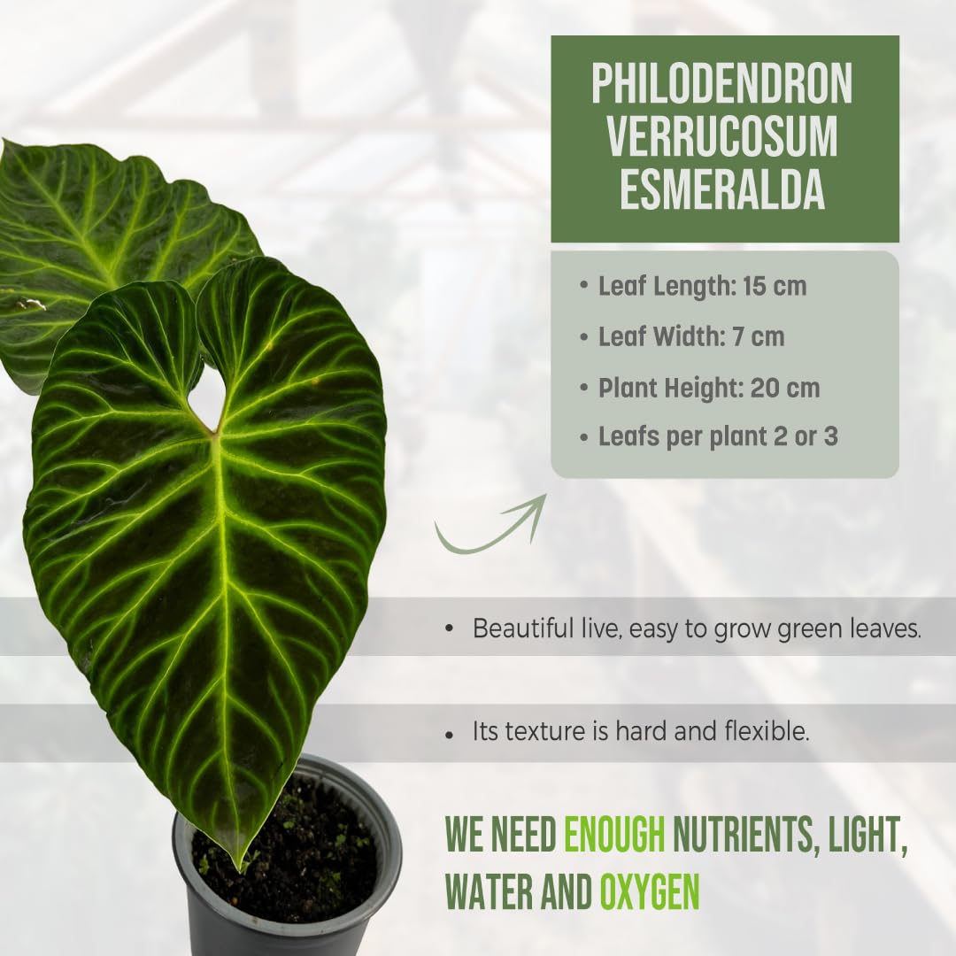 Amazon.com : LEAL PLANTS ECUADOR Philodendron Verrucosum Esmeralda| Exotic  Houseplant for Living Room| Live Indoor Plants|Verrucosum Esmeralda Live  Plant : Patio, Lawn & Garden