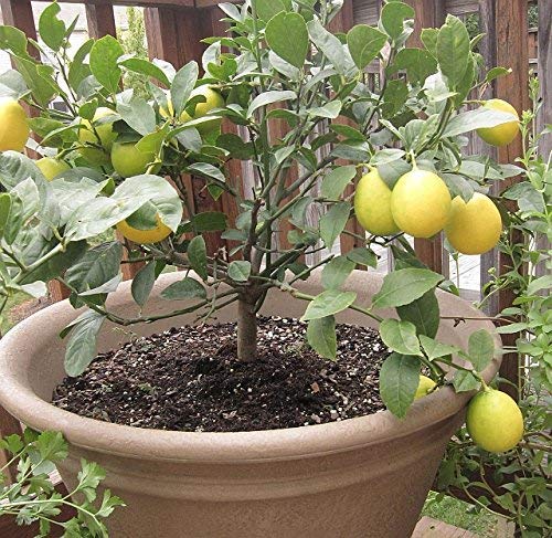 EaglesFord Lemon Live Plant Nimbu ka podha (B07Y3D1LX8) Amazon Price History, Amazon Price Tracker
