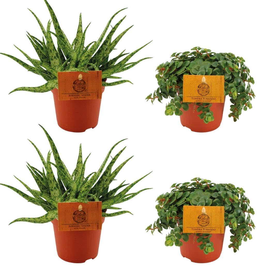 Zimmerpflanzen-Set 2 Aloe Spider 2 Sedum Tornado Sukkulenten 10.5cm 10cm