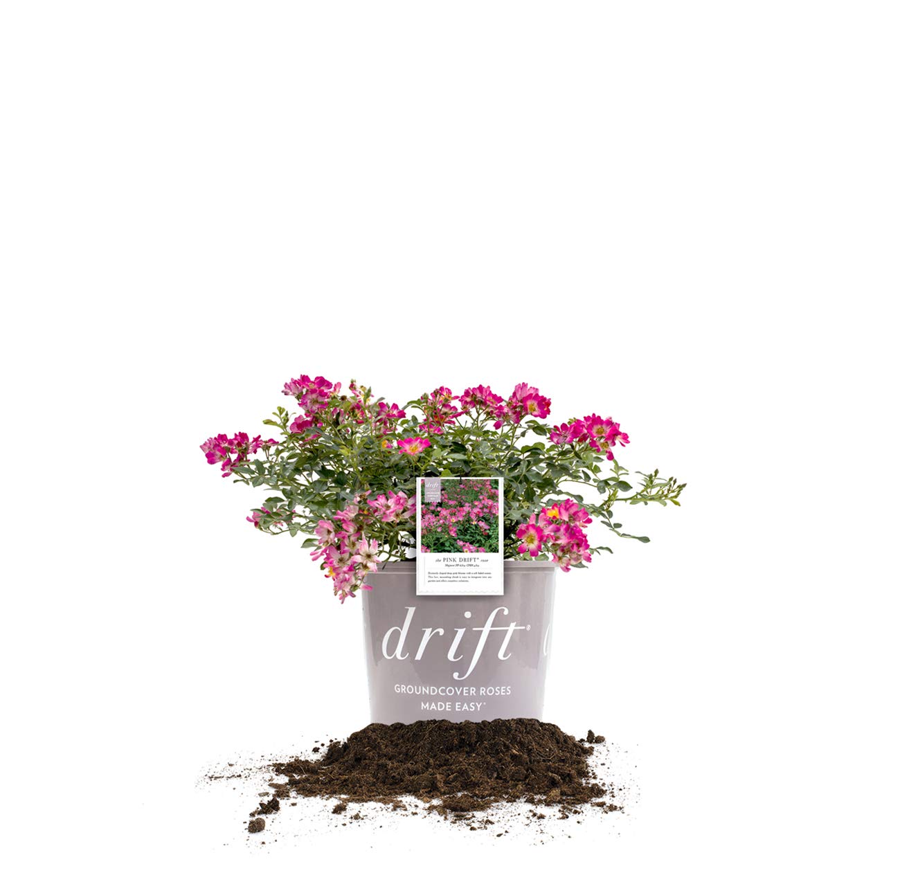 Pink Drift Rose Bush
