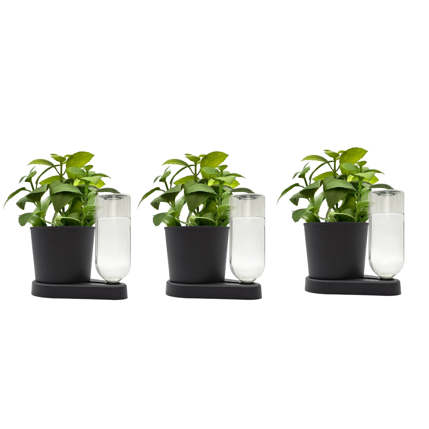 greevi kräuterheld 3er Set | Kräutertöpfe mit Selbstbewässerungssystem | Made in Germany | Kunststoff (Standard, schwarz)