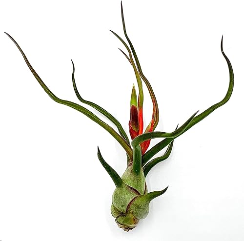 Miniatura 5 de ragnaroc Plantas de aire  Tillandsia Bulbosa floreciente grande de 3 a 5 pulgadas  5 unidades  llegada en vivo garantizada  Plantas de casa para