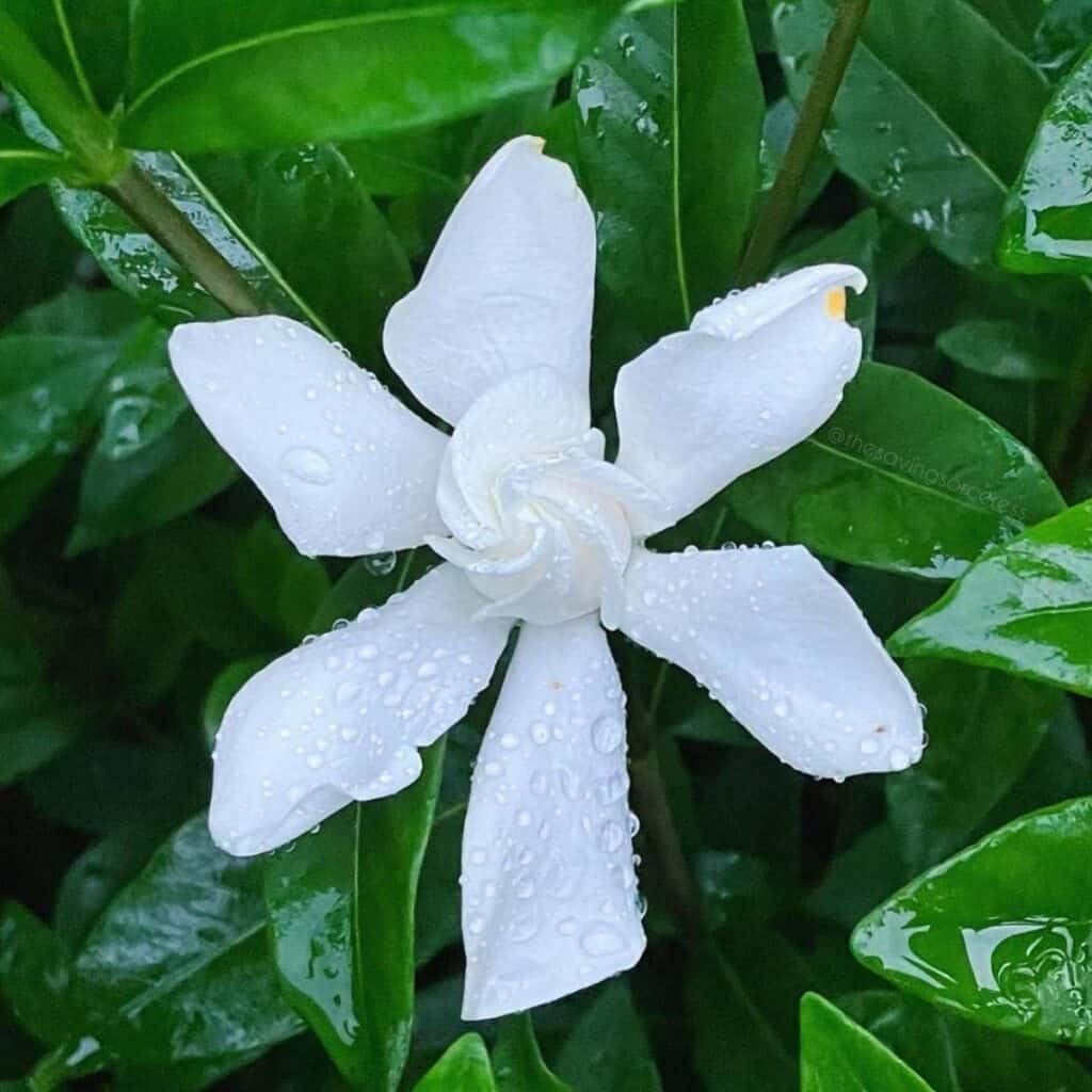 ガーディニア　 　　　　　ジャスミン 　　　　　ネルロ 　　　　　ウィスパー Amazon.com : 2 Frostproof White Jasmine Plants Live, Gardenia