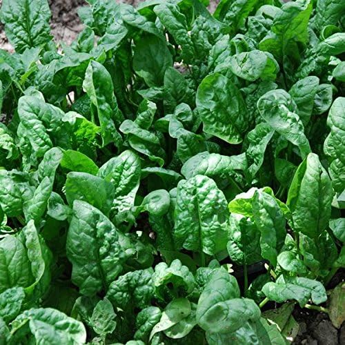 Semillas de Espinaca Noble Gigante - Paquete de 50 Semillas