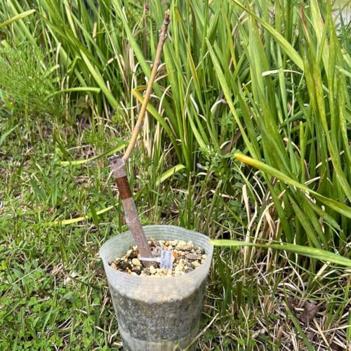 �C�`�W�N Pelonisiaka Aspra Sika �c