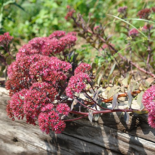 カラスバミセバヤ（セダム・バートラムアンダーソン）3号 3株セット[花壇やコンテナに！赤黒葉と桃花が印象的]のサムネイル