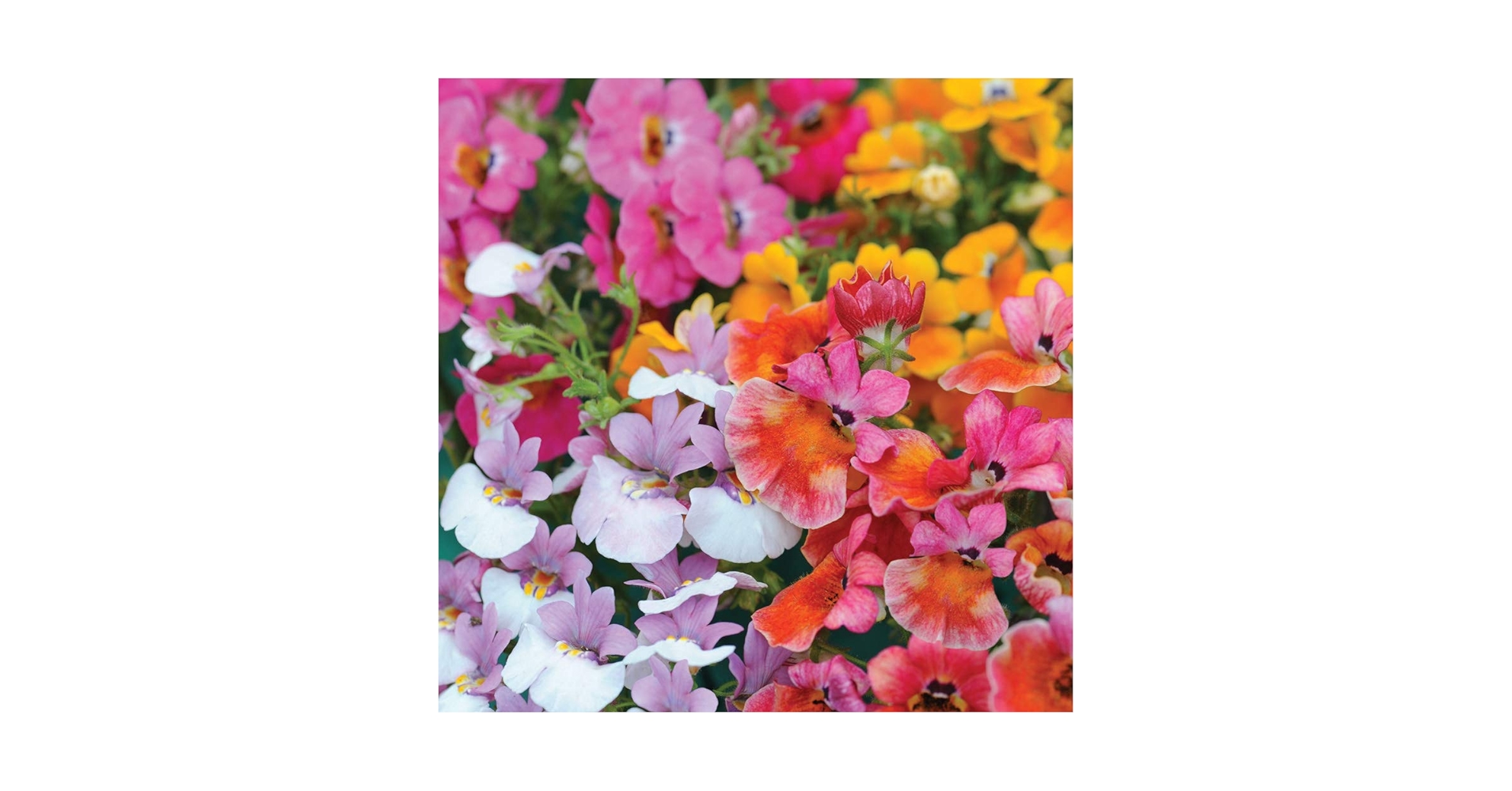 Nemesia Carnival Mix - 2500 Seeds + Plant Tag + Freebie - Nemesia Strumosa - Annual Flower