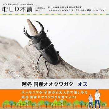 【野外品】滋賀県オオクワガタWD特大サイズ 野外品】滋賀県オオクワガタWD特大サイズ