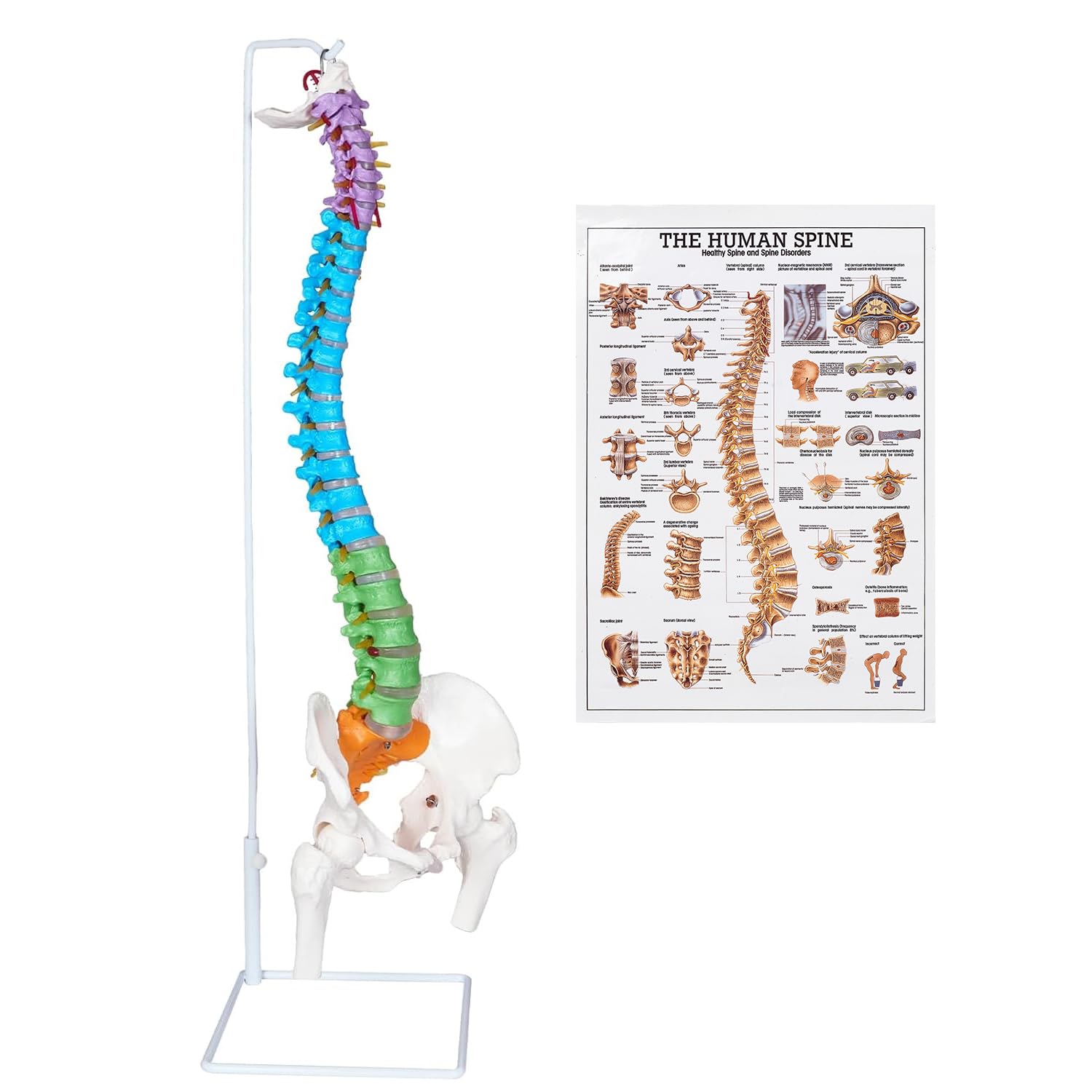 Photo 1 of NLShan 34.6'' Full Size Human Spine Skeleton Model, Colored Anatomical Spine Model with All Nerves, Arteries, Lumbar Column, Removable Femur, Realistic Vertebra Model for Teaching, Study and Display
