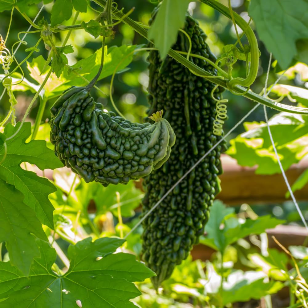 JIGNISHA SEEDS Organic Bitter Gourd Seeds | Karela Hybrid Seeds for Gardening -15 Seeds | Winter Vegetable Seeds for Home Garden | Vegetable Planting Seeds for Kitchen Gardening. (B0C7VL21DX) Amazon Price History, Amazon Price Tracker