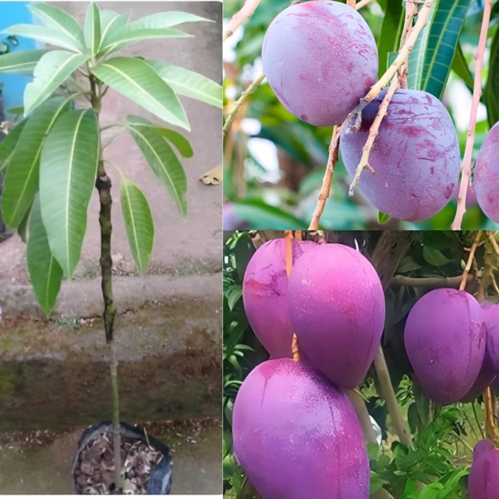 Pyanabi "Noorjahan Mango Plant Grafted" Outdoor Hybrid Mango Tree