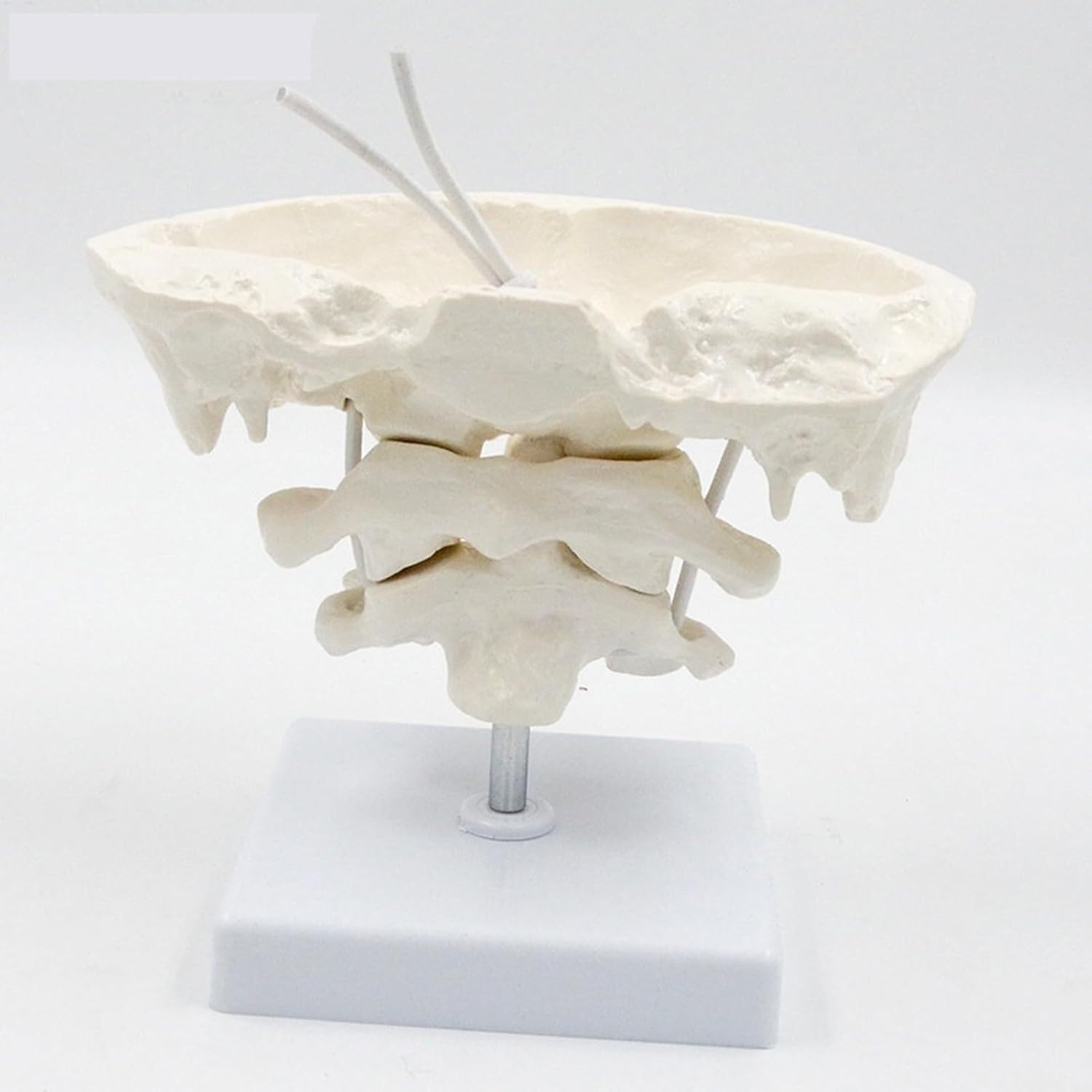 Human Cervical Spine Model, Model Education Model Occipital Model, PVC Material Atlas and axis with Occipital Model for Medical Teaching Training Auxiliary Tools