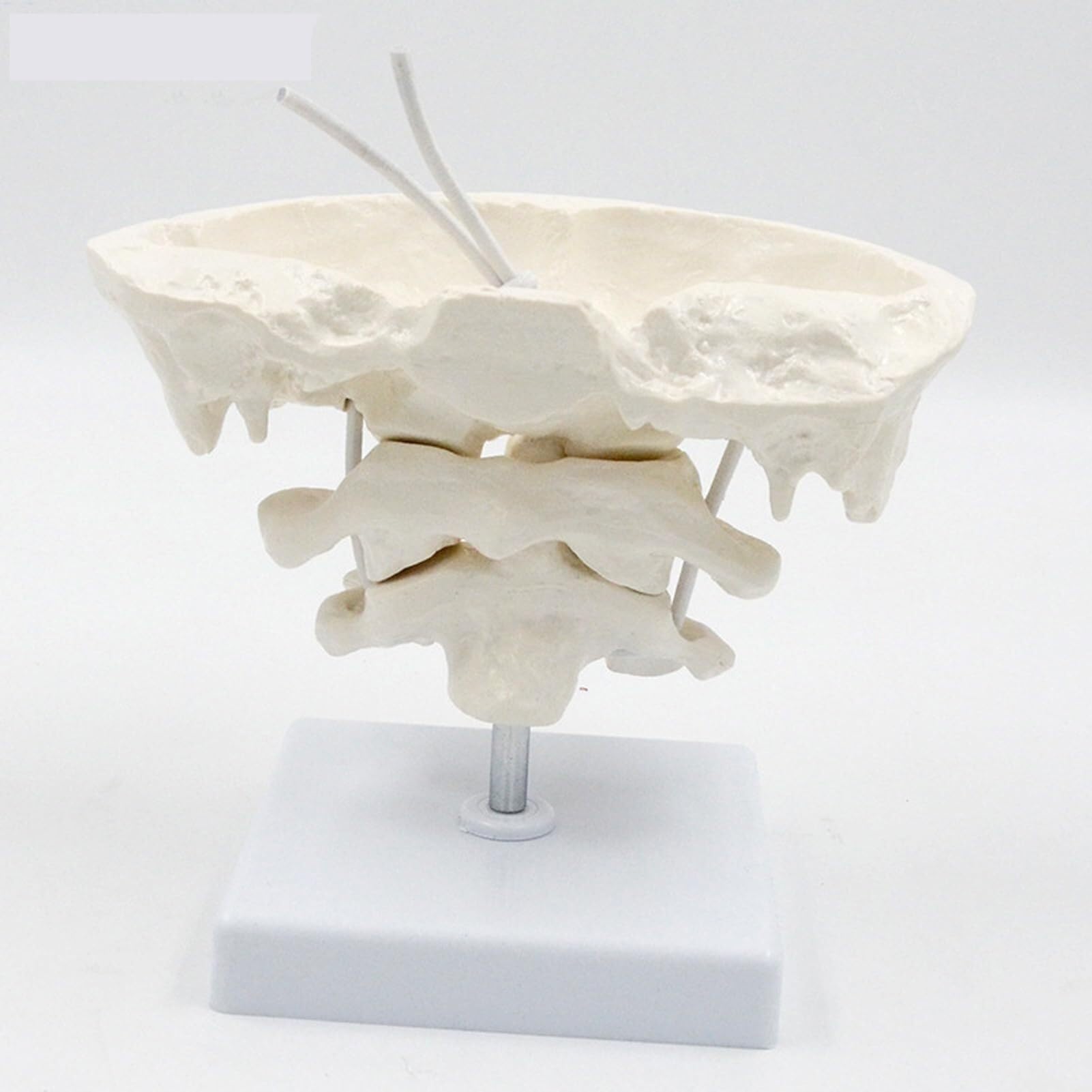 Human Cervical Spine Model, Model Education Model Occipital Model, PVC Material Atlas and axis with Occipital Model for Medical Teaching Training Auxiliary Tools