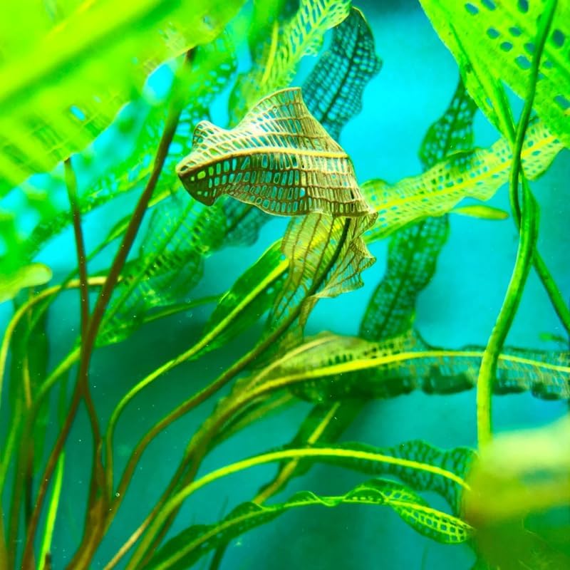 Aponogeton Aquarium Plants Live, 1-2 Bulbs Aquatic Plants, Live Aquarium Plants Bulbs, Freshwater Aquarium for Planting
