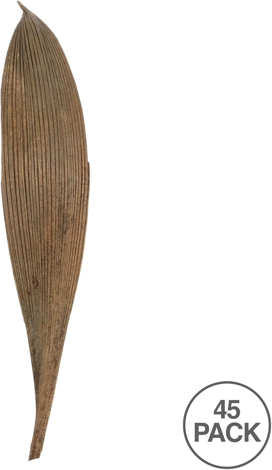 Vickerman Natural Palm Paddle 6" to 12" Height, Real Preserved Palm Decor for Home or Everyday Arrangements, 32 to 37Pieces Per Pack