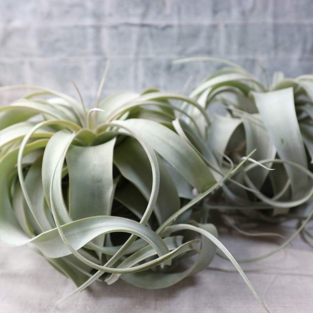 Amazon エアープランツ チランジア キセログラフィカ Rサイズ 幅約16cm 高さ約12cm Rサイズ 1個 T Xerographica 品種で選べるエアプランツ 初心者にも育てやすく リビングやオフィスのインテリアに 造花ではありません 生きているエアープランツです 商品の