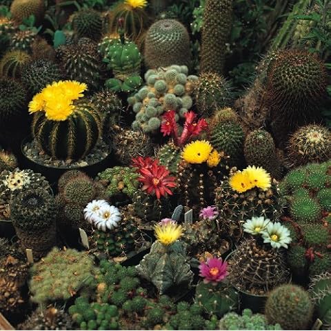 Just Seed Flower Cactus Crown Mix Seeds Cover