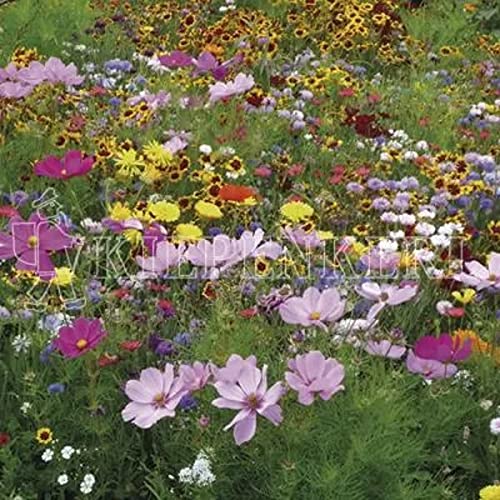Kiepenkerl Tempo Blütenflor einjährig 1 KG Ausreichend für ca: 200,0 m²