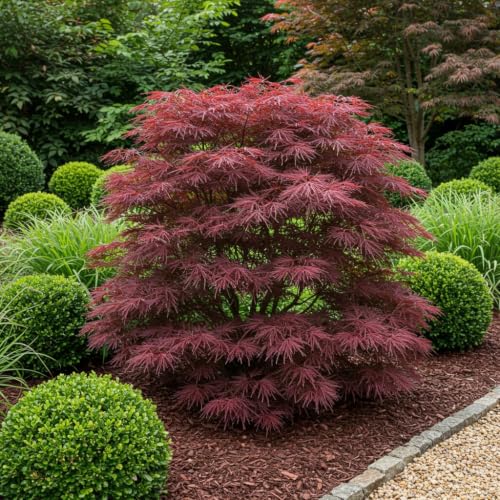 Japanischer Ahorn Acer palmatum Sumi nagashi Roter Zierahorn Balkon & Terrassenpflanze Ø19cm Ca. 70cm hoch