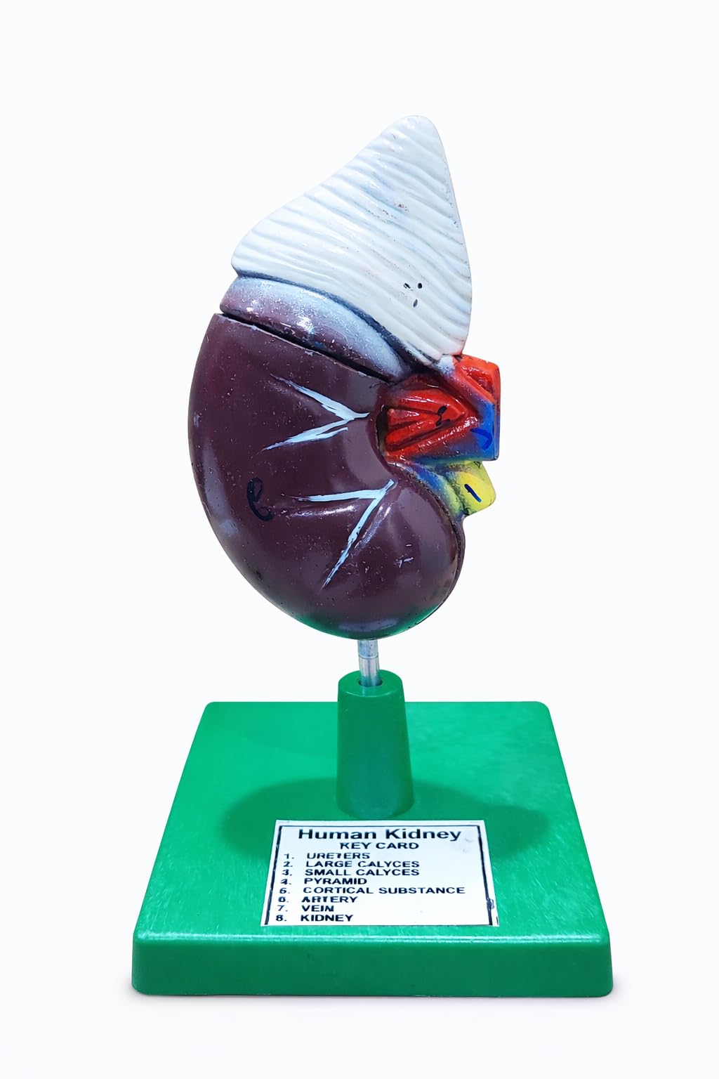 Human Kidney Anatomy Model with Detachable Cross-Section, Color-Coded Parts, Display Stand and Key Card-image-19