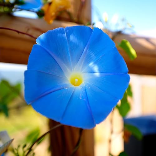 Miniatura 7 de TKE Farms - Semillas de gloria matutina para plantar azul celestial 018oz  150 semillas Ipomoea tricolor