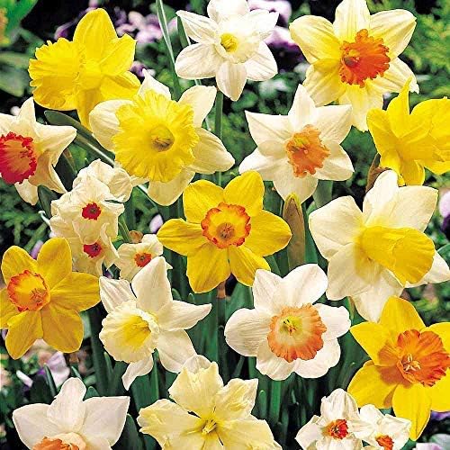 20 x Daffodil Bulbs - Large Mixed Daffodils Narcissus/Narcissi - Daffodil Bulbs for Planting Now UK - Spring Flowering Bulbs (Free UK P&P)