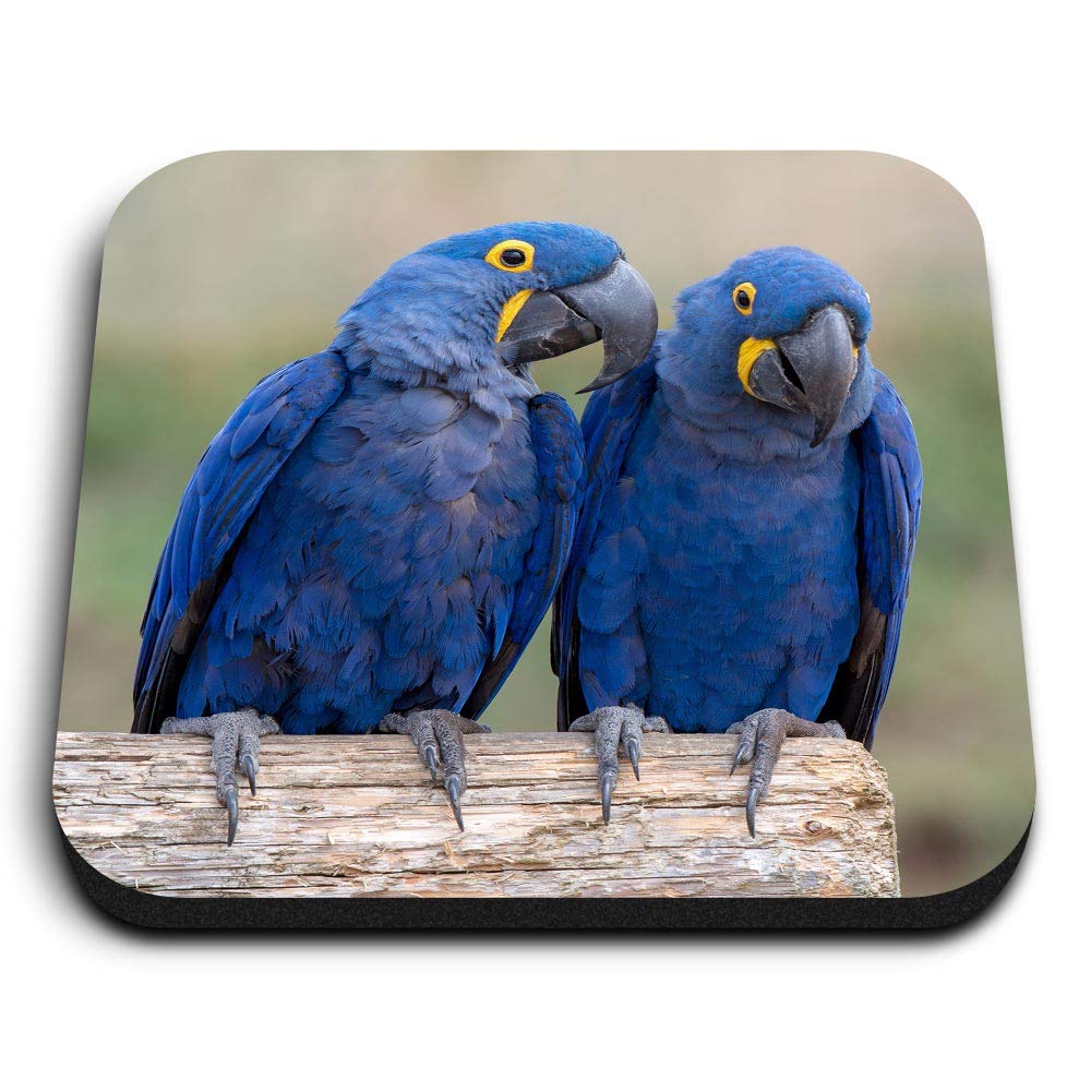 Destination Vinyl Ltd Multicolor 1 X Square Mdf Fridge Magnet - Hyacinth Macaw Blue 12567