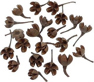 ECYC Ltd 20 Pcs Natural Cross Fruit Real Dried Flowers Fruit Shell DIY Thanksgiving Christmas Decors for Crafting, Flower Arrangement, Garland, Autumn Winter Home Wedding Party Decoration