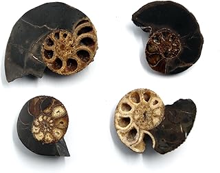 Ammonite Hoploscaphites Lot of 4 Fossil Montana 100 MYO w/Label #17561