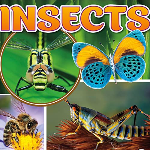 Insects by Janet Riehecky episode artwork