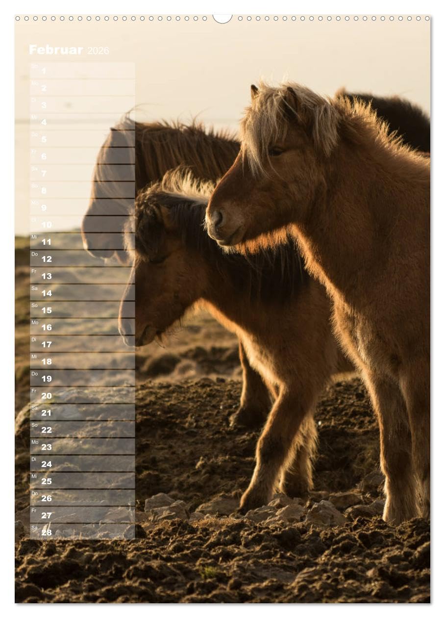 Mein ISLANDPFERDE Planer - Geburtstage, Hof-Feste, Turniere (hochwertiger Premium Wandkalender 2026 DIN A2 hoch), Kunstdruck in Hochglanz: Geburtstage, Hof-Feste und Turniere (CALVENDO Tiere)